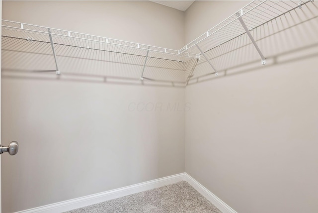 walk in closet with carpet flooring