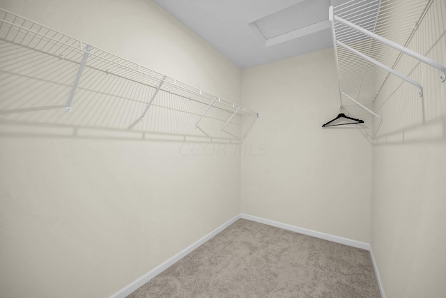 walk in closet featuring carpet flooring