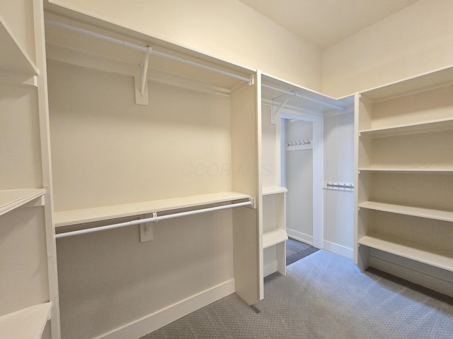 spacious closet featuring carpet floors