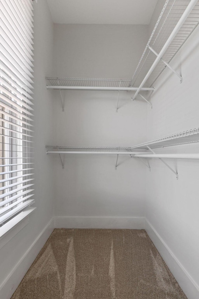 walk in closet featuring carpet flooring