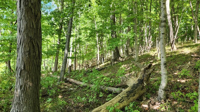 34978 Sr 681 Rd Unit Tract 17Albany, Woods Albany, OH 45710 - photo 3
