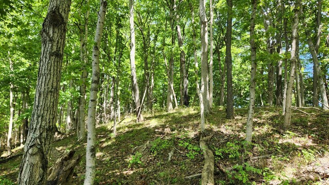 34978 Sr 681 Rd Unit Tract 17Albany, Woods Albany, OH 45710 - photo 4