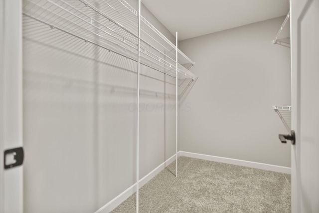 walk in closet featuring carpet floors