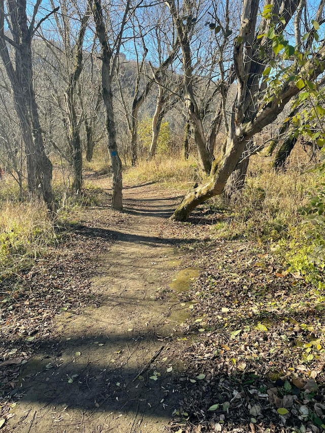 view of local wilderness