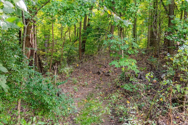 view of local wilderness