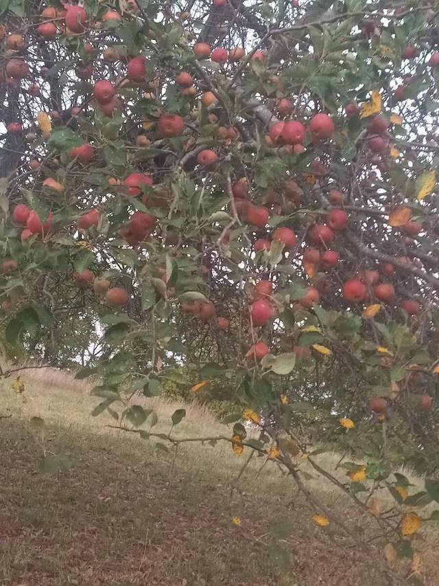 view of nature