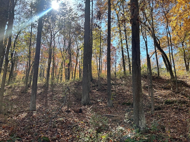 view of local wilderness