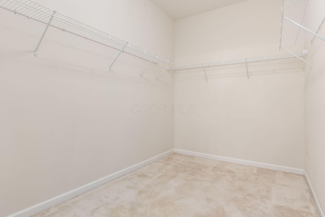 spacious closet featuring carpet flooring