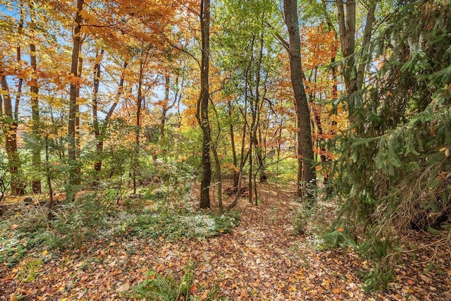 view of local wilderness