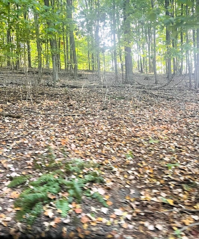 view of local wilderness