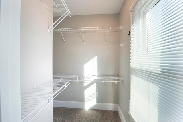 spacious closet with carpet