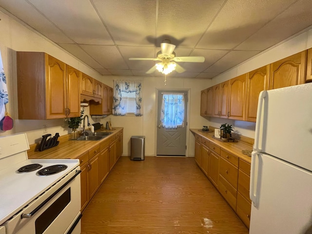 kitchen featuring a drop ceiling, white appliances, ceiling fan, sink, and light hardwood / wood-style floors