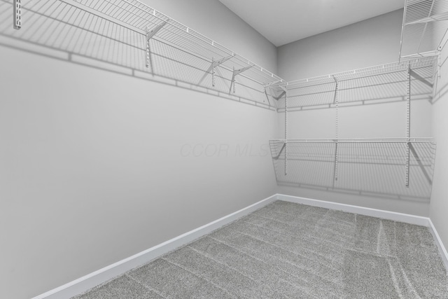 walk in closet with carpet flooring