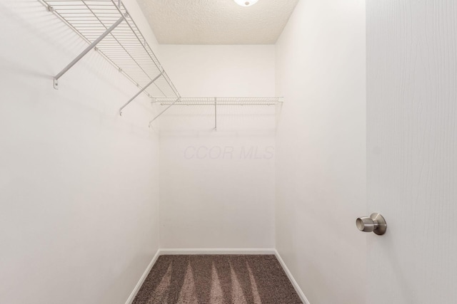 walk in closet with carpet floors