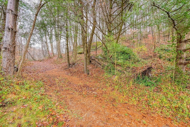 view of local wilderness