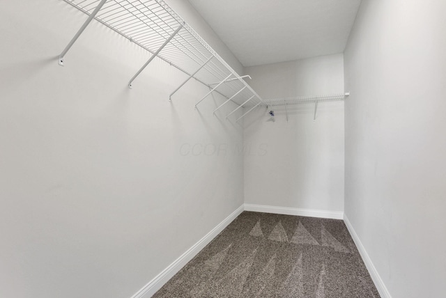 spacious closet with carpet floors