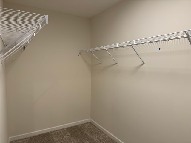 spacious closet with carpet flooring