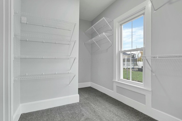 walk in closet with carpet flooring