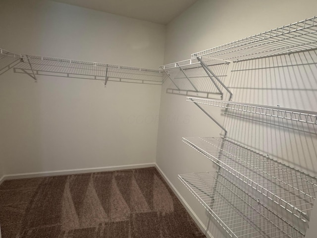 spacious closet with carpet