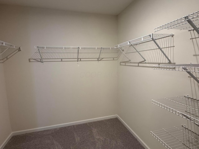 walk in closet featuring carpet