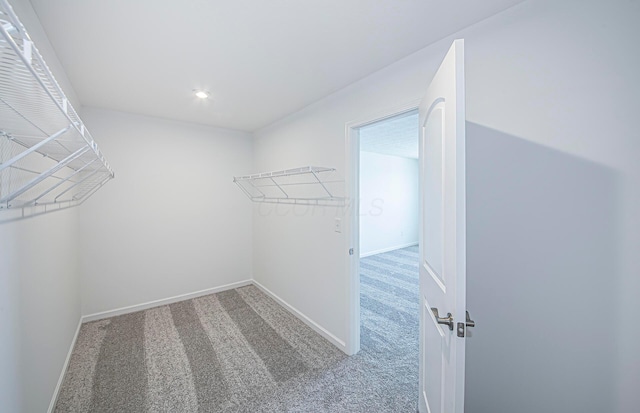 walk in closet featuring carpet floors