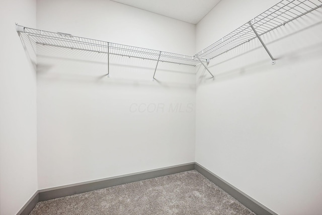 spacious closet with carpet flooring