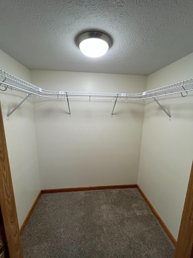 spacious closet featuring carpet