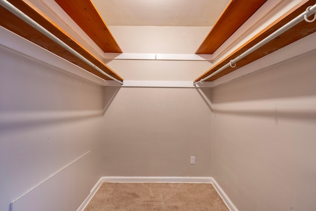 spacious closet featuring carpet flooring