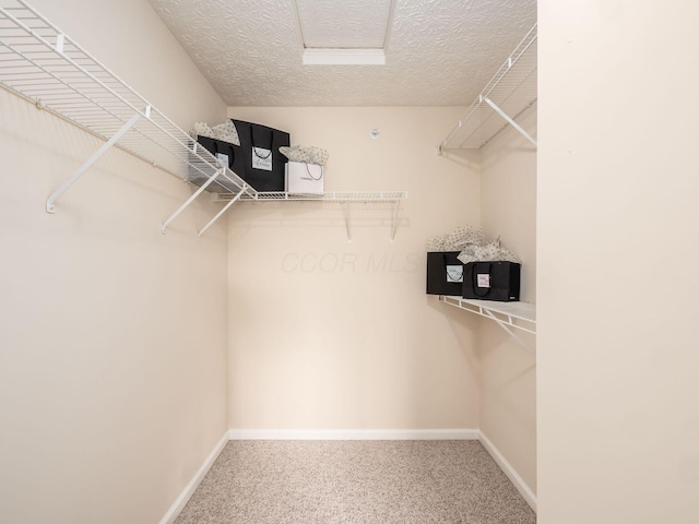 spacious closet featuring carpet flooring