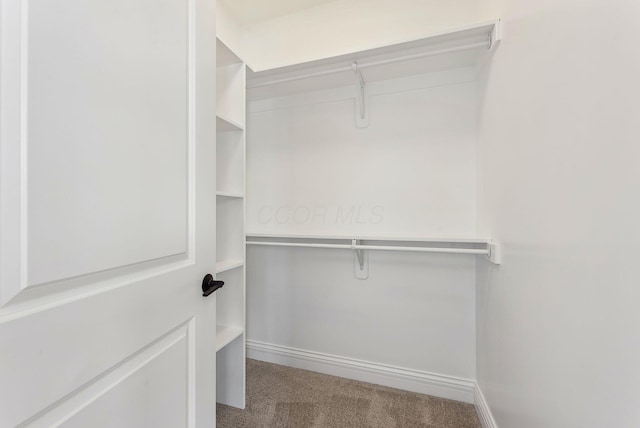 walk in closet with carpet flooring