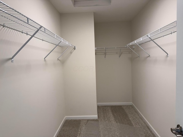 spacious closet featuring carpet