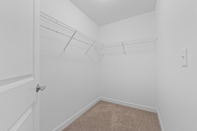 walk in closet featuring carpet floors