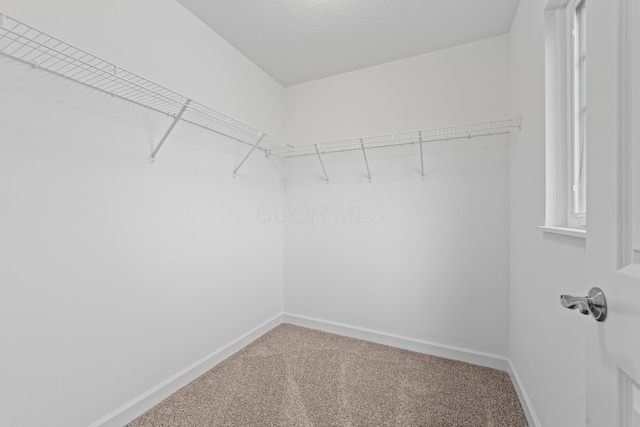 walk in closet with carpet flooring