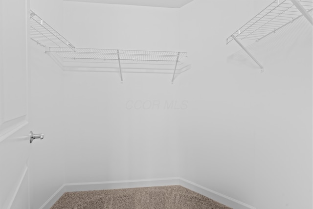 spacious closet featuring carpet floors