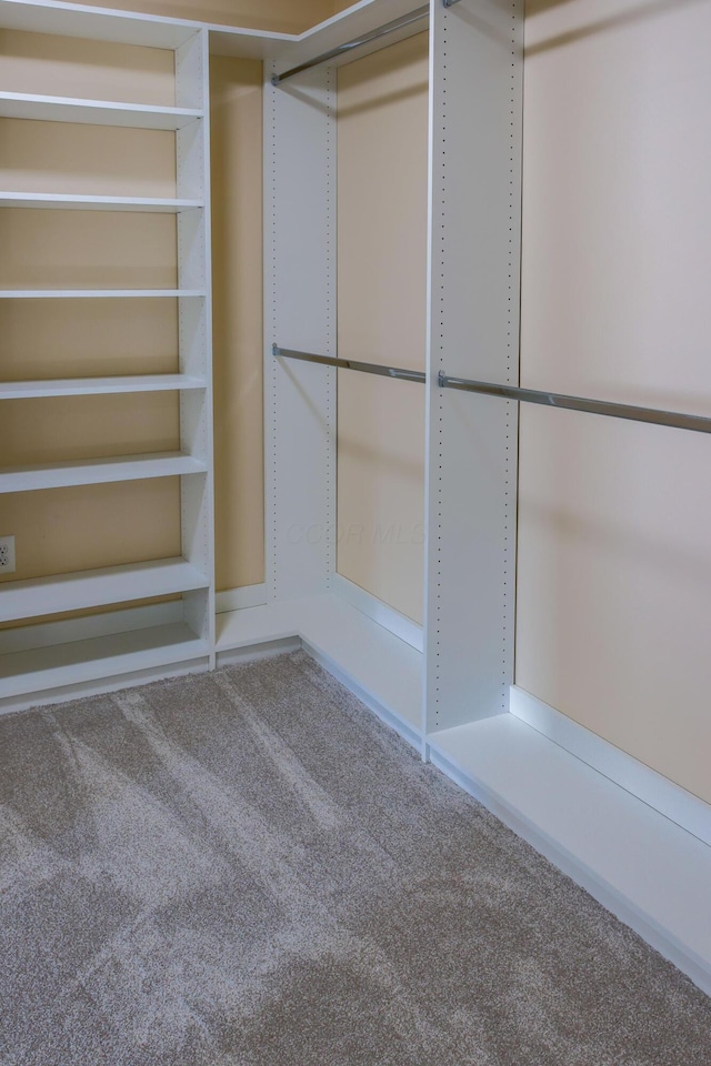 spacious closet featuring carpet