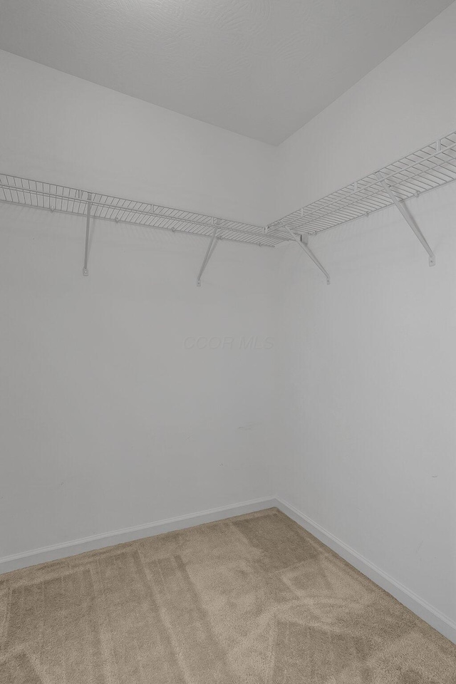 walk in closet with carpet flooring