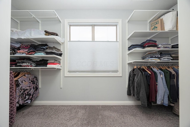 walk in closet with carpet floors