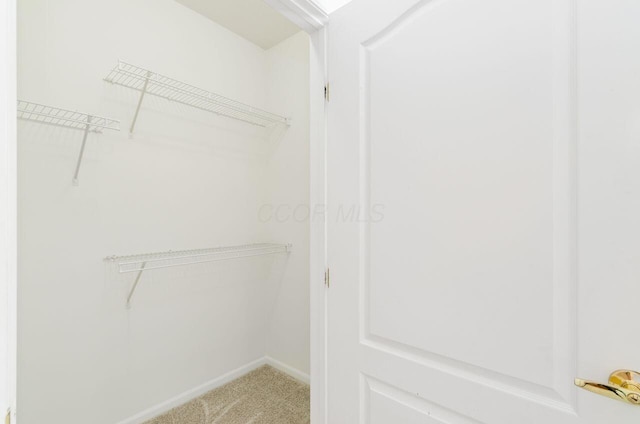 spacious closet featuring carpet