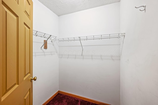 walk in closet with carpet flooring