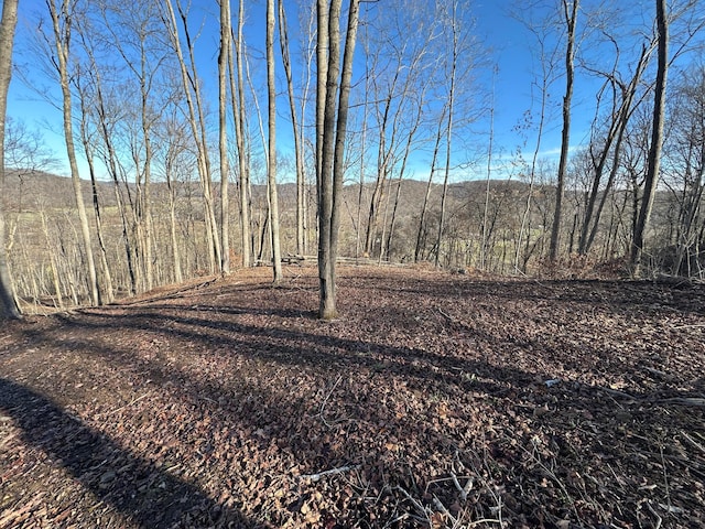 view of local wilderness