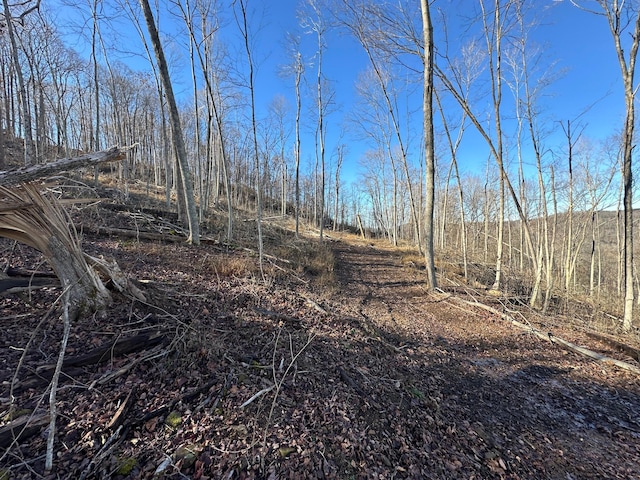 view of local wilderness