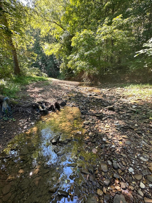 view of local wilderness