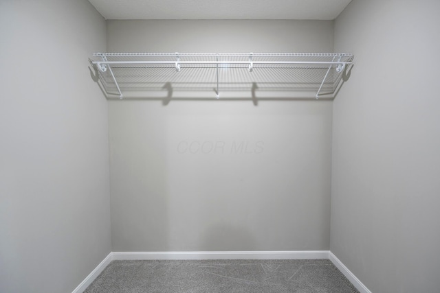 spacious closet featuring carpet floors