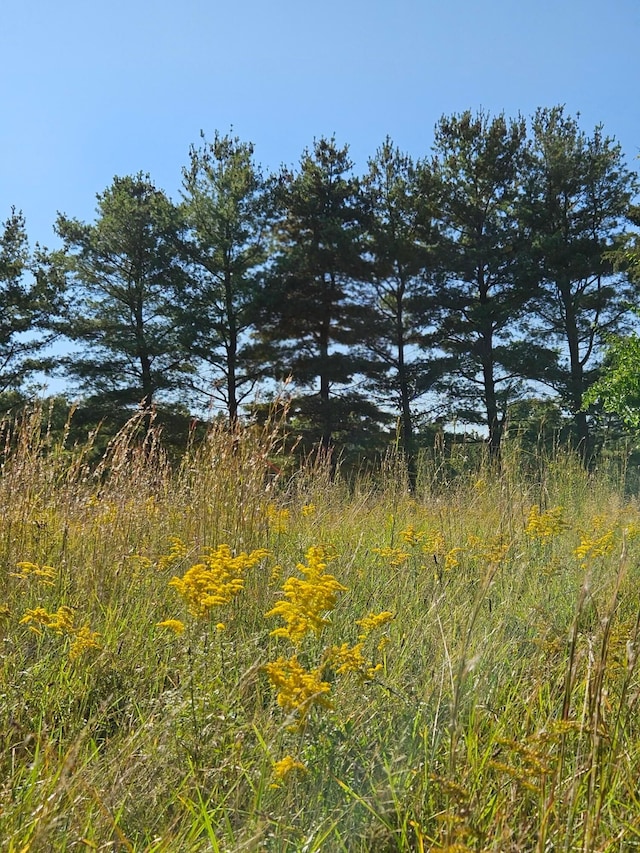 view of local wilderness