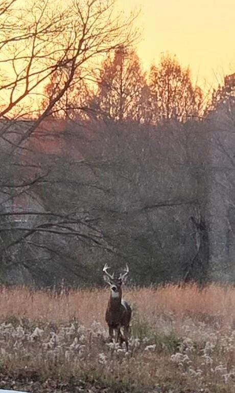 view of nature at dusk