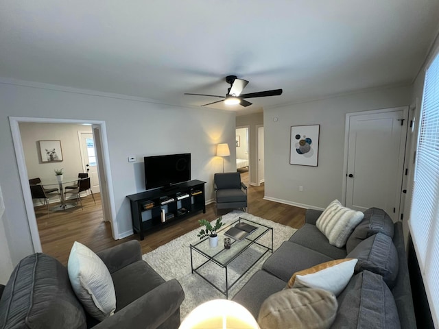 living room with ceiling fan, dark hardwood / wood-style flooring, and crown molding