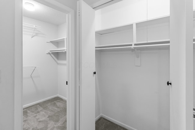 spacious closet featuring carpet floors