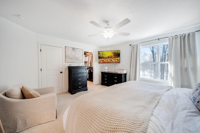 carpeted bedroom with ceiling fan, a walk in closet, and a closet