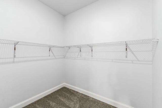 spacious closet with carpet