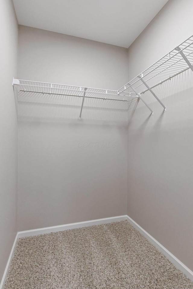 spacious closet featuring carpet